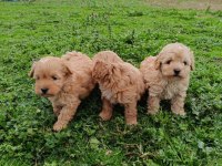 Maltipoo Bebekler