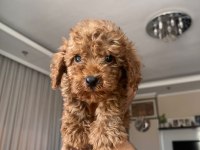 Güzel Toy Poodle Yavrularımız Yeni Yuvasını Arıyor