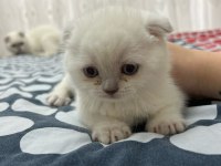 BRİTİSH YAVRULARIMIZ YENİ SAHİPLERİNİ BEKLİYOR