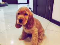 İngiliz Cocker Yavrular İçin Ulaşabilirsiniz