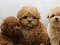 POODLE STARIMIZ SİZLERLE