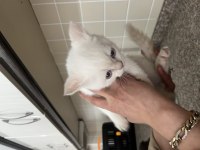 2 aylık bebek british shorthair yavrular
