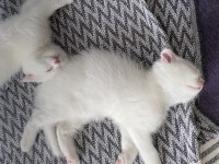Scottish fold 1 erkek ve 1 dişi yavru