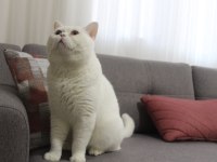 Safkan british shorthair yavru