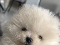 Pomeranian Boo Teddy