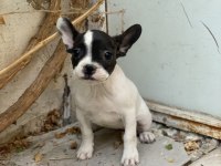 Konya içi elden teslim french bulldog yavrular