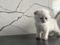 İstanbul Beylikdüzü 2 aylık scottish fold yavrularımız