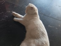 Acil sahiplendirme scottish fold