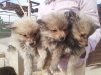 Pomeranian spitz