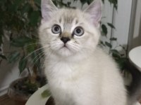 Sevimli Ve Oyuncu Scottish Fold Blue Point Erkek 2.5 Aylık