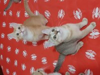 British Shorthair Evcilmen Yavrumuz
