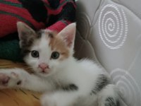 48 günlük dişi kedi