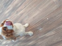 Cavalier king charles kızımız 3 yaşında