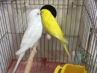 Albino Takım Muhabbet Kuşlar