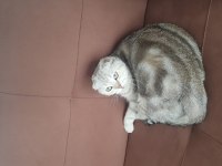 Scottish fold ücretsiz kedimiz