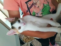 Yavru kedi