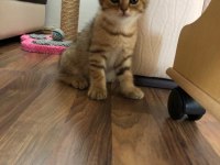 Anne baba british shorthair