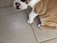 ENGLİSH BULLDOG YAVRULAR İZMİR