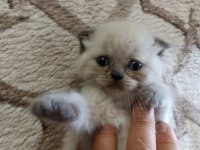 Scottish fold yavru