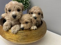 Maltipoo bebekler