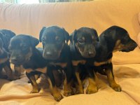 Irk Garantili Doberman Bebeklerimiz Mevcut