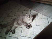 Sevgi yumağı küçük ayıcık british shorthair