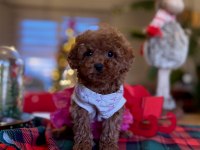 Toy Poodle Red Brown Kore Yavrularımız