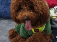 Toy Poodle 8 Aylık