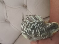 YAVRU SULTAN PAPAĞANI BEBELER