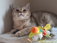 British shorthair golden dişi