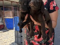 Çikolata labrador yavrularım