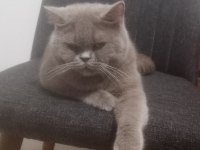 Sahiplenme british shorthair kediler