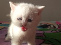 Son Beyaz Ayı Surat British Shorthair Bebeğimiz