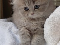 Anne altından british longhair bebekler