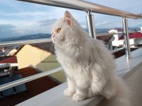 British longhair kedisi sahiplendirme