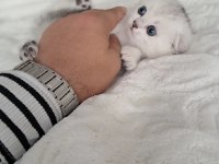Scottish fold yavrumuz yeni yuvaya gitmeye hazır