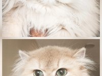 Şampiyon efsane soy british longhair