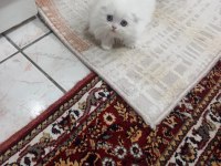 Kaliteli sağlıklı scottish fold yavrular