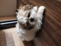 Shih tzu 2 aylık