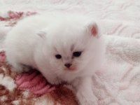 British shorthair yavrularımız sahiplendirmeye hazır