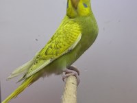 Muhabbet kuşu yavru