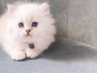 Tüylü british longhair şirinler teslime hazır
