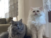 kızlarımızı çiftleştirmek için erkek arıyorum