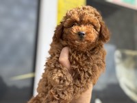 Ankaranın en elit toy poodle yavruları
