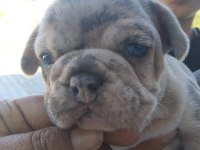 Fransız bulldog sahiplendirilecektir