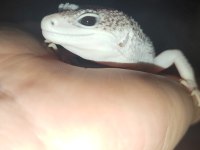 Gecko beyaz ve leopar desenli