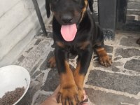 Orijinal estetikli ve estetiksiz Doberman yavrular