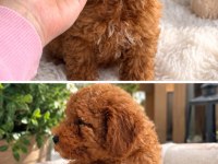 Toy Poodle Yavrumuz Yeni Ailesini Arıyor
