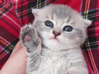 Scottish fold ve british yavru kediler
