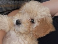 2.5 aylık maltipoo